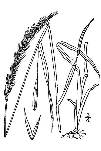 Elymus caninus